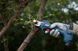 Секатор аккумуляторный Bosch Pro Pruner, 12В, 2х3Ач, d реза 25мм, 1000гр RC_0.601.9K1.021 фото 2